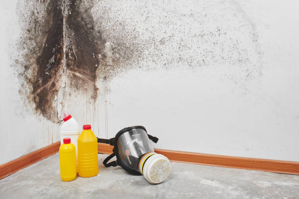 Best Crawl Space Mold Removal  in Darien, IL