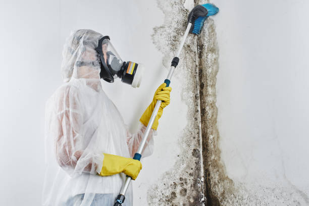 Best Office Mold Removal Services  in Darien, IL
