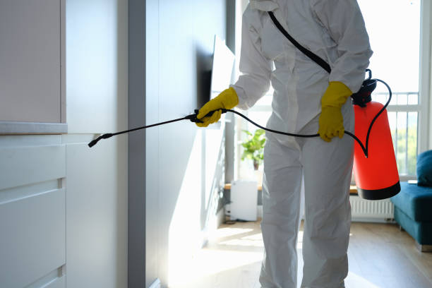 Best Certified Mold Removal  in Darien, IL