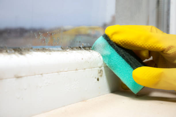 Reliable Darien, IL Mold Removal Solutions