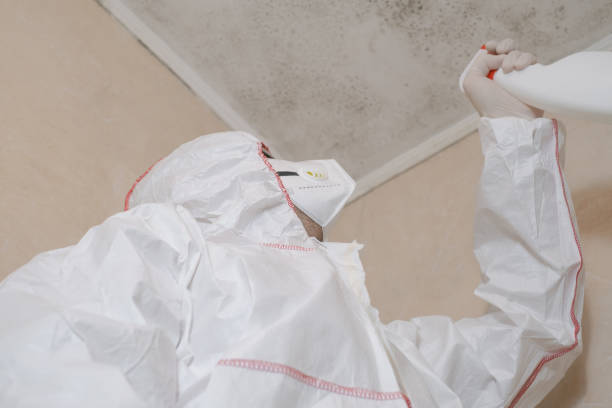 Best Attic Mold Removal  in Darien, IL